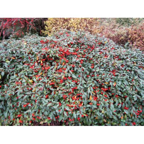  Cotognastro A Foglia Di Salice "Cotoneaster Salicifolius" Pianta In Vaso 9 Cm