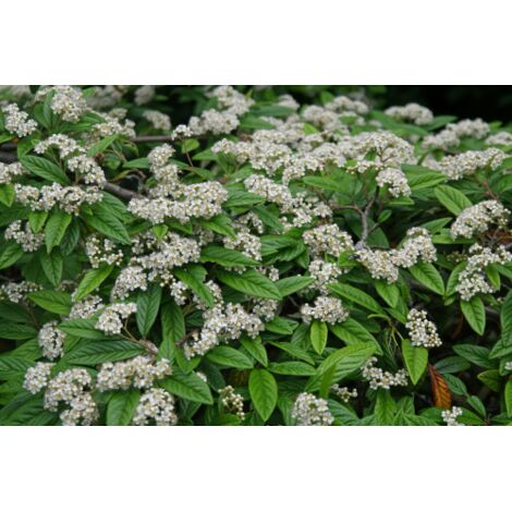  Cotognastro A Foglia Di Salice "Cotoneaster Salicifolius" Pianta In Vaso 9 Cm