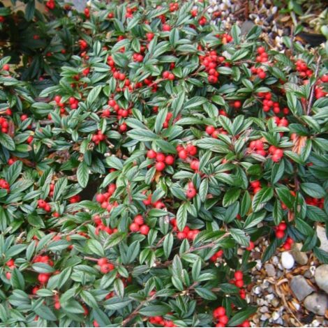  Cotognastro A Foglia Di Salice "Cotoneaster Salicifolius" Pianta In Vaso 9 Cm