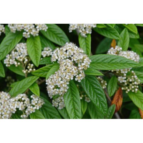  Cotognastro A Foglia Di Salice "Cotoneaster Salicifolius" Pianta In Vaso 9 Cm