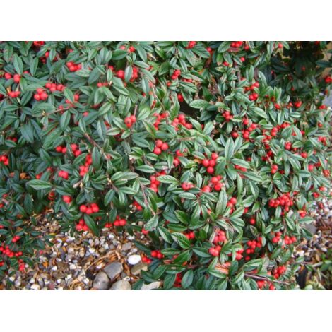  Cotognastro A Foglia Di Salice "Cotoneaster Salicifolius" Pianta In Vaso 9 Cm