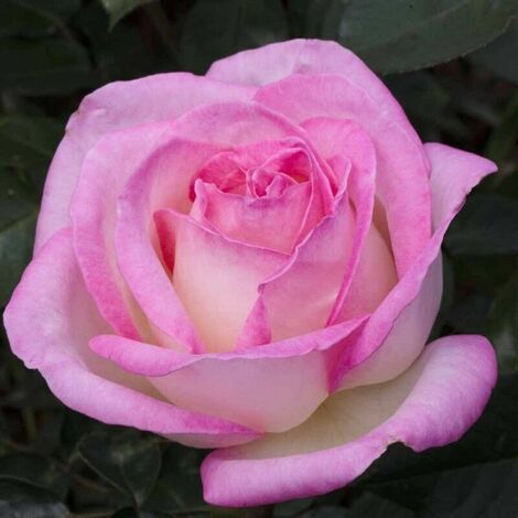  ROSA MEILLAND PIERRE DE RONSARD (rampicante)