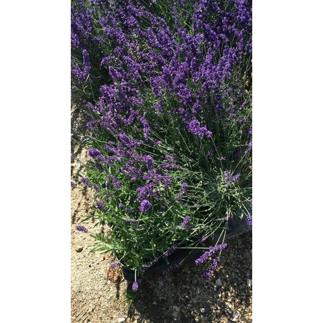  PIANTA DI LAVANDA COMPATTA Vaso 18 Cm (foto Reale) Dwarf Blue