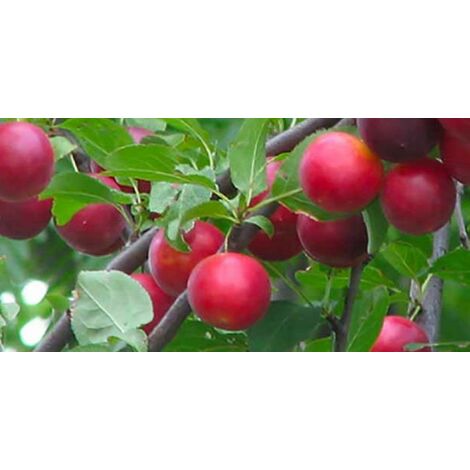  Biricoccolo - Susincocco Albero Da Frutto Intermedio Tra Susino Ed Albicocco