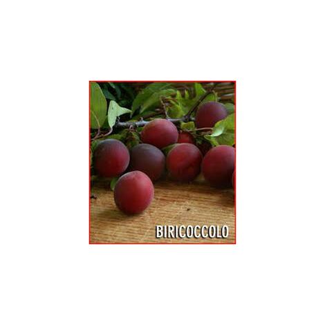  Biricoccolo - Susincocco Albero Da Frutto Intermedio Tra Susino Ed Albicocco