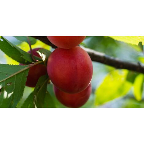  Biricoccolo - Susincocco Albero Da Frutto Intermedio Tra Susino Ed Albicocco