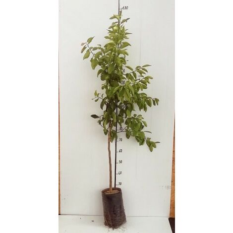  Albero Limone Amalfitano - Agrumi