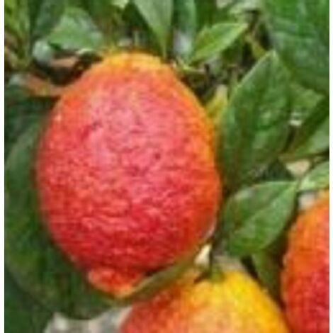  Albero Limone Rosso - Agrumi