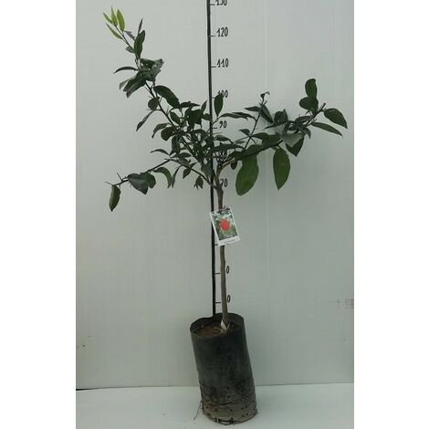  Albero Limone Rosso - Agrumi