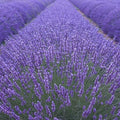  Lavanda -vaso 14- Piante Aromatiche Pianta Lavanda Agustifolia