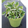  Incenso -vaso 14cm- Piante Aromatiche Plectranthus Coleoides Erbe Aromatiche