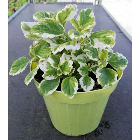  Incenso -vaso 14cm- Piante Aromatiche Plectranthus Coleoides Erbe Aromatiche