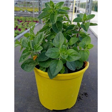 Origano -vaso 14cm- Piante Aromatiche Erbe Aromatiche Pianta Aromatica