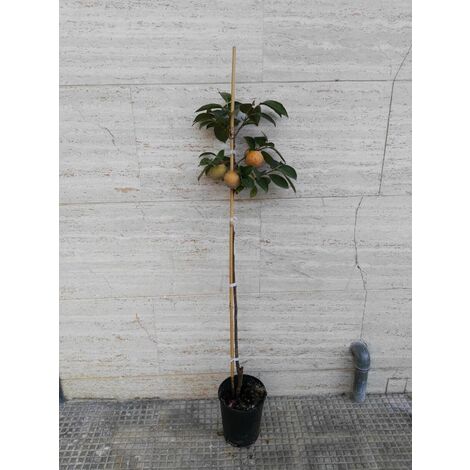  Alberi Da Frutto Caco Mela Pianta Da Frutta Cachi Mela Kako Kaki Albero