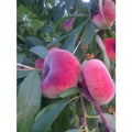  Alberi Da Frutto Pesca Piatta Saturnina Tabacchiera Platicarpa Albero Da Frutta
