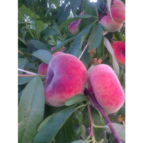  Alberi Da Frutto Pesca Piatta Saturnina Tabacchiera Platicarpa Albero Da Frutta