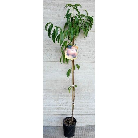  Alberi Da Frutto Pesca Piatta Saturnina Tabacchiera Platicarpa Albero Da Frutta