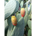  FICO D'INDIA -vaso 14cm- FICHI D'INDIA PIANTA Opuntia Ficus-indica