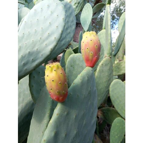  FICO D'INDIA -vaso 14cm- FICHI D'INDIA PIANTA Opuntia Ficus-indica