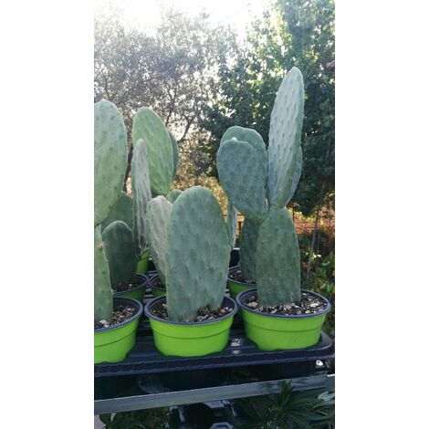  FICO D'INDIA -vaso 14cm- FICHI D'INDIA PIANTA Opuntia Ficus-indica