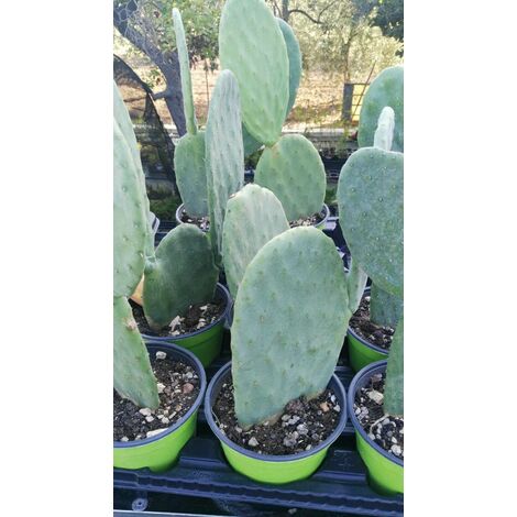  FICO D'INDIA -vaso 14cm- FICHI D'INDIA PIANTA Opuntia Ficus-indica