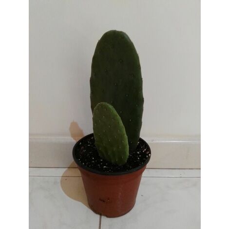  FICO D'INDIA -vaso 14cm- FICHI D'INDIA PIANTA Opuntia Ficus-indica