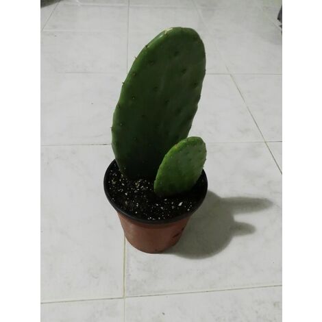  FICO D'INDIA -vaso 14cm- FICHI D'INDIA PIANTA Opuntia Ficus-indica