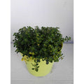  Timo Limone -vaso 14cm- Piante Aromatiche Erbe Aromatiche Pianta Aromatica