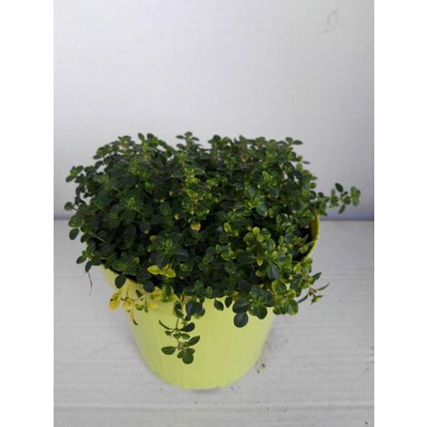  Timo Limone -vaso 14cm- Piante Aromatiche Erbe Aromatiche Pianta Aromatica