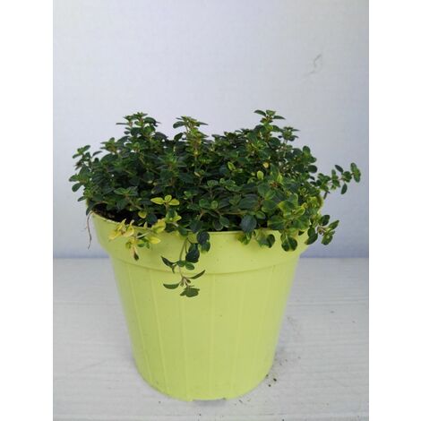  Timo Limone -vaso 14cm- Piante Aromatiche Erbe Aromatiche Pianta Aromatica