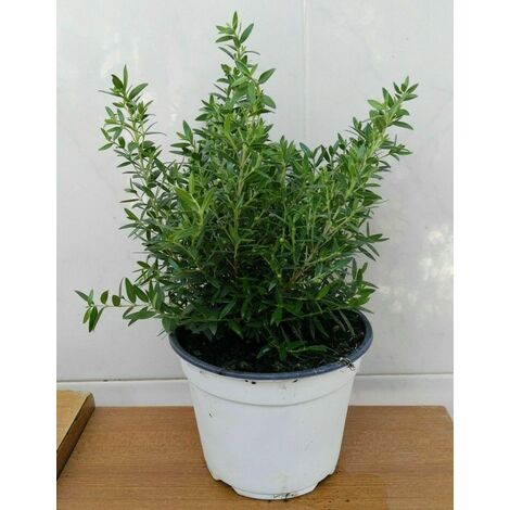  Mirto Tarentina -vaso 14cm-Piante Erbe Aromatiche Pianta Aromatica Tarantino