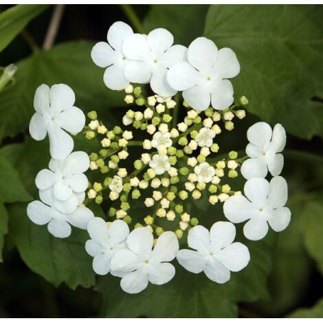  Viburno Palla Di Neve "Viburnum Opulus" Pianta In Vaso 18 Cm