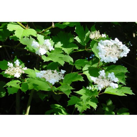  Viburno Palla Di Neve "Viburnum Opulus" Pianta In Vaso 18 Cm