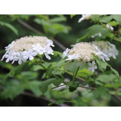  Viburno Palla Di Neve "Viburnum Opulus" Pianta In Vaso 18 Cm