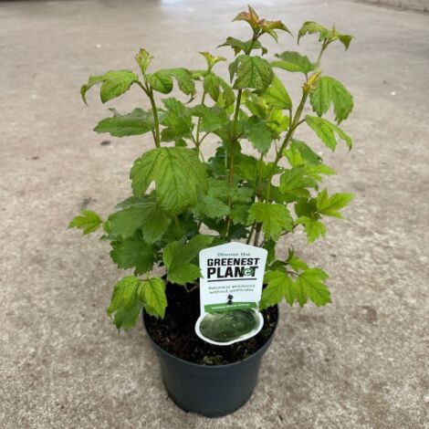 Viburno Palla Di Neve "Viburnum Opulus" Pianta In Vaso 18 Cm