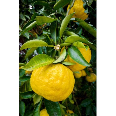  Yuzu "Citrus Junos" Pianta Di Agrumi Giapponese In Vaso 20 Cm