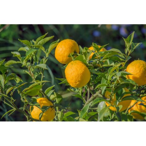  Yuzu "Citrus Junos" Pianta Di Agrumi Giapponese In Vaso 20 Cm