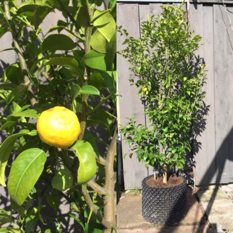  Yuzu "Citrus Junos" Pianta Di Agrumi Giapponese In Vaso 20 Cm