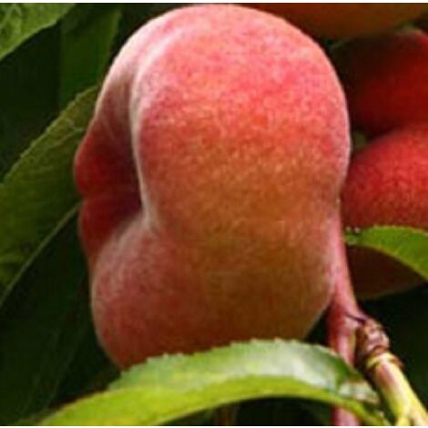  Albero Pesco Saturnina Polpa Bianca - Alberi Da Frutto 3 Anni
