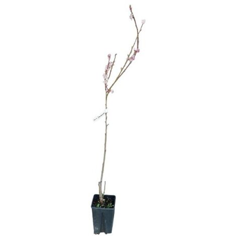  Albero Pesco Saturnina Polpa Bianca - Alberi Da Frutto 3 Anni