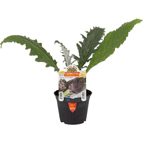  ORTO MIO Carciofo Violetto Rifiorente Precoce Var. Capriccio