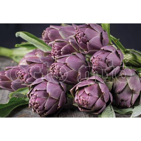  ORTO MIO Carciofo Violetto Rifiorente Precoce Var. Capriccio