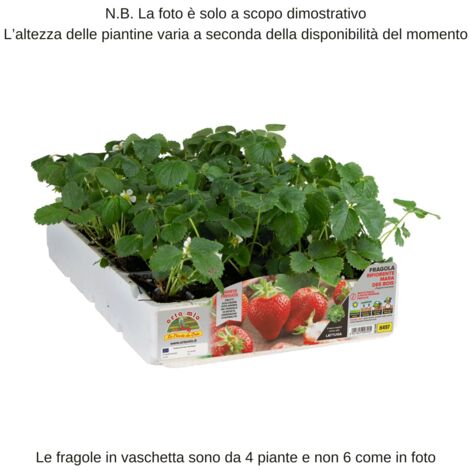  ORTO MIO Fragola Rifiorente 4 Stagioni Mara Des Bois