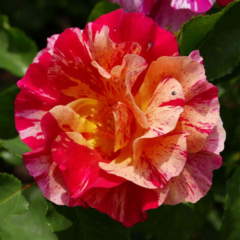  Edgar Degas