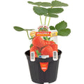  ORTO MIO Fragola Rifiorente 4 Stagioni Var. Malga-Dulcinea