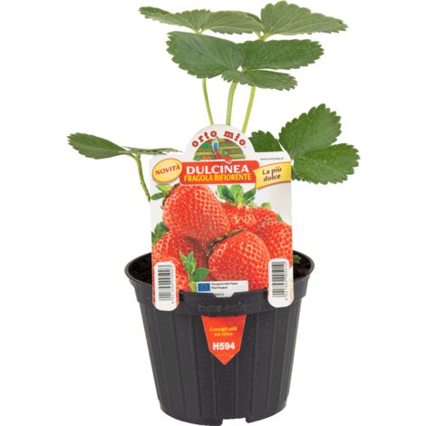  ORTO MIO Fragola Rifiorente 4 Stagioni Var. Malga-Dulcinea