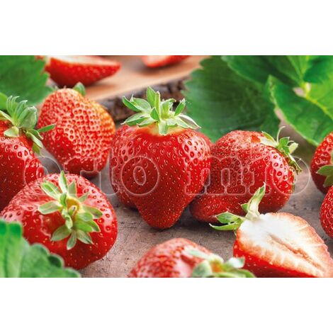  ORTO MIO Fragola Rifiorente 4 Stagioni Var. Malga-Dulcinea