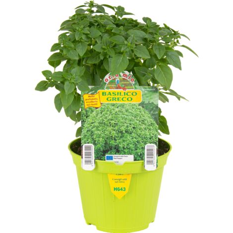  ORTO MIO Basilico Greco A Palla