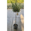  Ulivo Olivo "Olea Europea" Pianta Ad Alberello In Vaso 22 Cm H. 70/80 Cm FOTO REALI