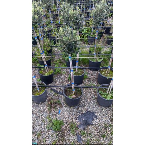  Ulivo Olivo "Olea Europea" Pianta Ad Alberello In Vaso 22 Cm H. 70/80 Cm FOTO REALI